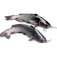 Salted Catfish from 리투아니아 supplied by Kintai - Fillet 냉동 메기 통마리
