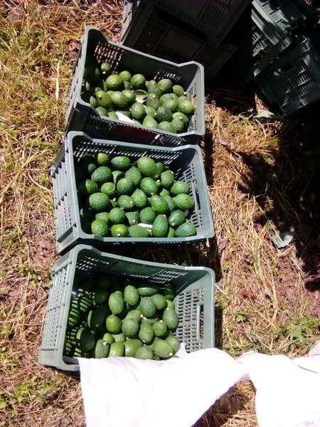 AVOCADO from Mexico supplied by CASTER - 144-157 g Fresh Avocado