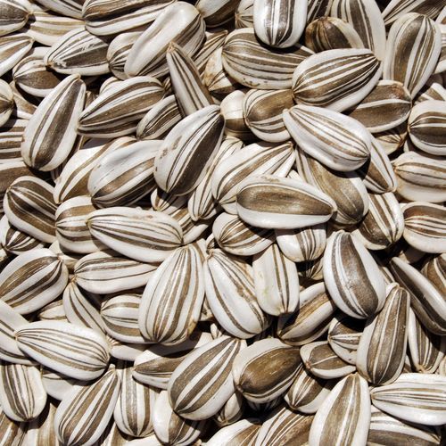 Sunflower Seed from United States supplied by Greystripe California Sunflower - Striped Sunflower Seed