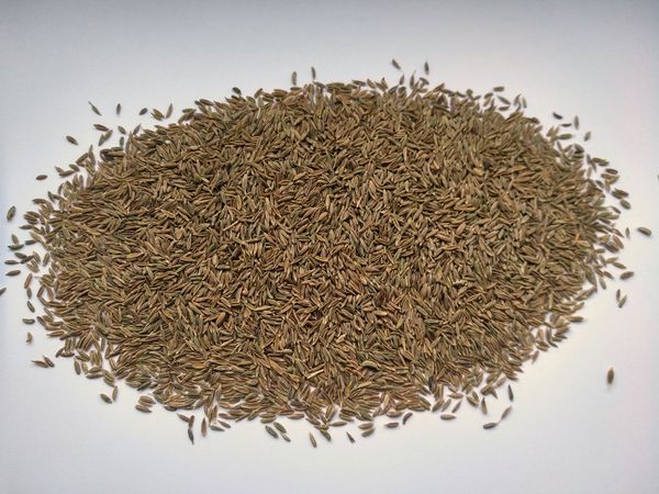 Cumin / Kreuzkümmel /  Comino / Cominho from 독일 supplied by NIF Natural Industrial Food & Essence Production GmbH - Conventional 커민 씨