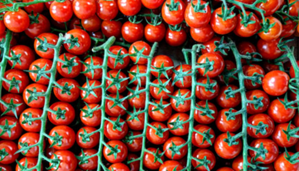 Tomatoes from 프랑스 supplied by Ferro Rungis - Red 신선 토마토