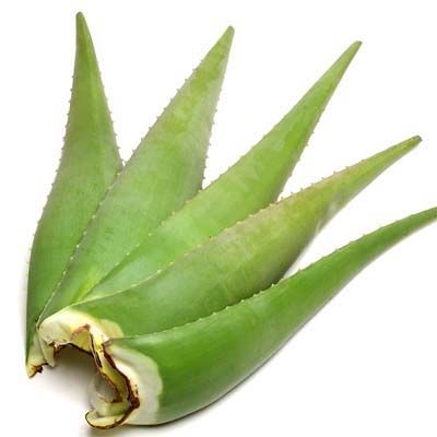 Aloe Vera Leaf from 인도 supplied by Coolbreeze Solution Pvt. Ltd. - Carton Box (=Cardboard Box) 기타