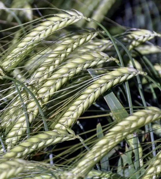 Winter Barley from Czechia supplied by ZOD Tisek - Winter Barley