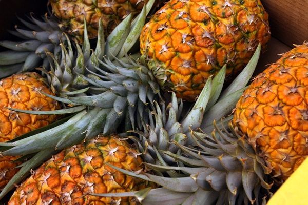 Gwanzi Pineapples from South Africa supplied by Gwanzi Queens Pineapple - With Crown (=Crowned) Fresh Pineapple