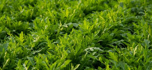 Arugula from Germany supplied by Beckedorf Fresh Vegetables - Modified Atmosphere Packaging (=MAP) Arugula