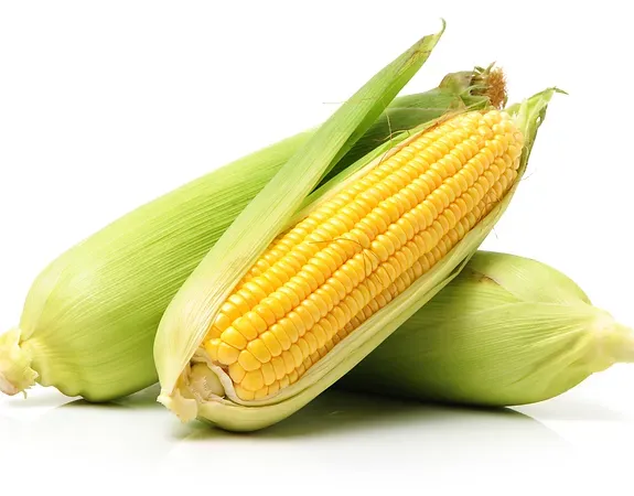 Sweet Corn from 캐나다 supplied by Agrivera Food Group - Bi-color 옥수수