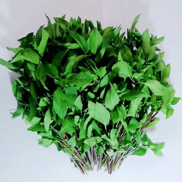Thai Basil from Colombia supplied by QUALITY COLOMBIAN HERBS SAS - Bunch Basil