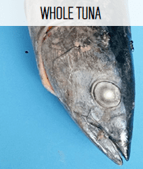Frozen Tuna from 캐나다 supplied by Coldfish Seafood Company - Bluefin group - Albacore Tuna (=Thunnus alalunga =Longfin Tuna =Ahipalaha =White Tuna) 참치