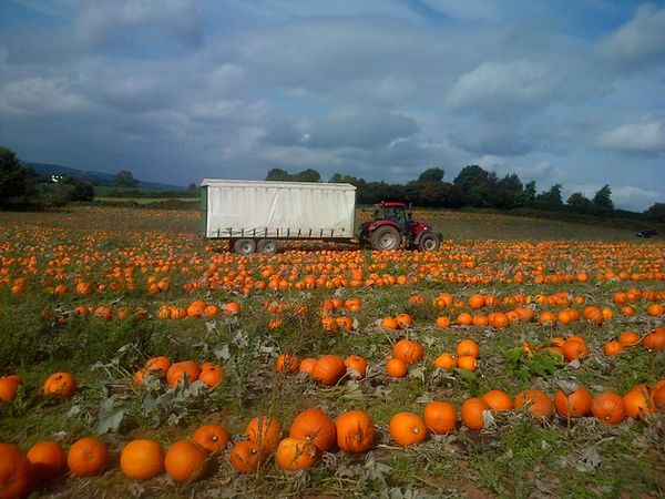 Pumpkin from United Kingdom supplied by Southalls of Norchard - Giant Pumpkin Fresh Common Pumpkin