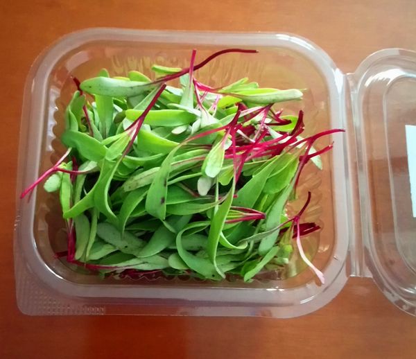 BIO ORGANIC MICROGREENS from 그리스 supplied by EXPORTERA P.C - Romaine Lettuce 마이크로그린