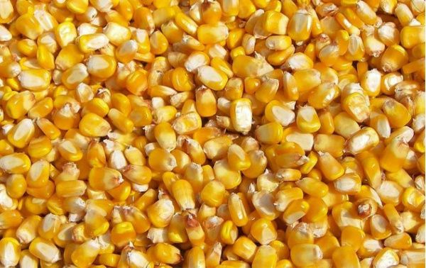 Maize from 체코 supplied by DZV NOVA - Dried 옥수수