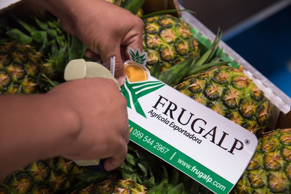 Fresh Pineapple from Ecuador supplied by Frugalp Agricola Exportadora G-P Cia. Ltda. - Golden Pineapple (=Pina Dorada=MD2 Gold=Honey Golden=Golden Sweet) Fresh Pineapple