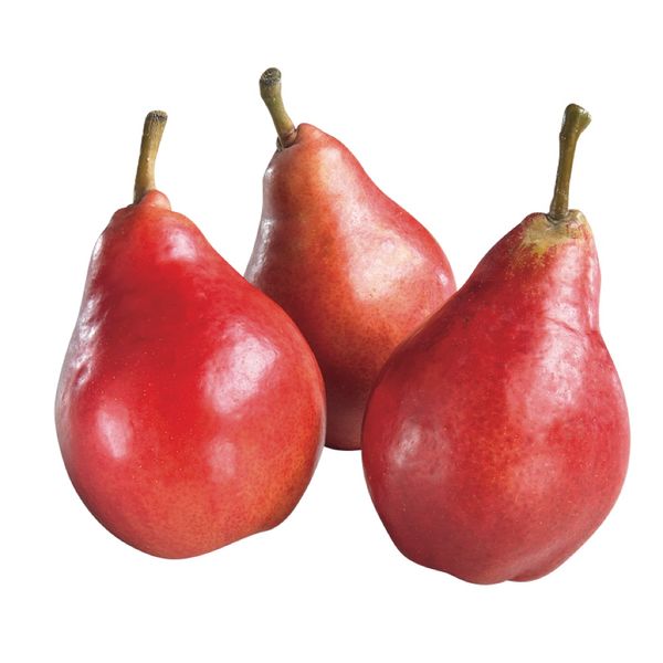 Pear - Starcrimson from 남아프리카공화국 supplied by ZZ2 Farming - Starkrimson (=Red Clapp=Kalle=Red Crimson) 신선 배