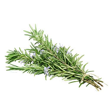 Herb Rosmarinus 'Ginger' from 남아프리카공화국 supplied by Malaneuns - Leaf 로즈마리