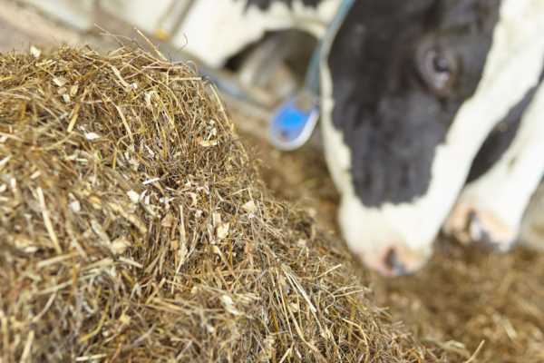 Silage Maize from Netherlands supplied by De-heus - maize Other Poultry By Product Meal (PBM)