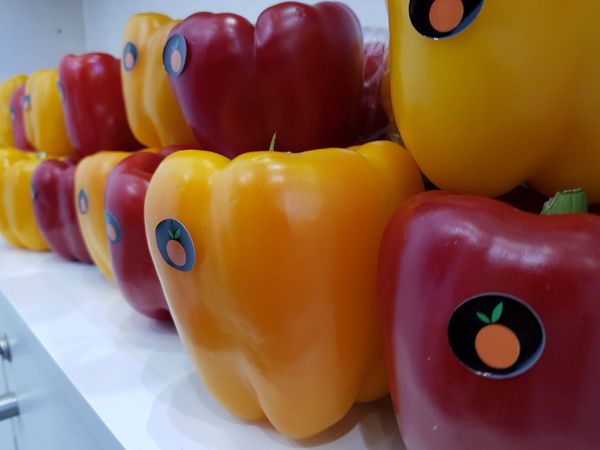 Capsicum from 스페인 supplied by Hispa Group Spain SL - Yellow 캡시쿰