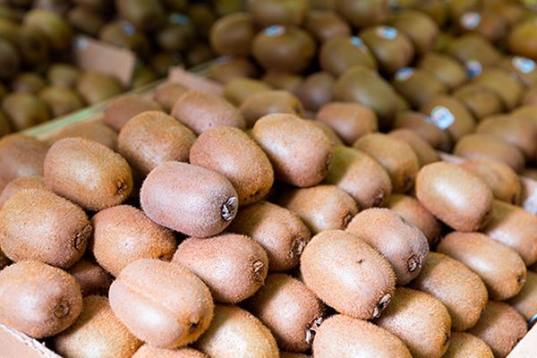 Fresh Kiwifruit from 영국 supplied by Polar Fruit International S.A.C. - Green Kiwi (=Zespri Green) 신선 키위