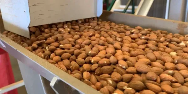 Raw Almond from United States supplied by Grizzly Nut Company - Fresh Raw Almond