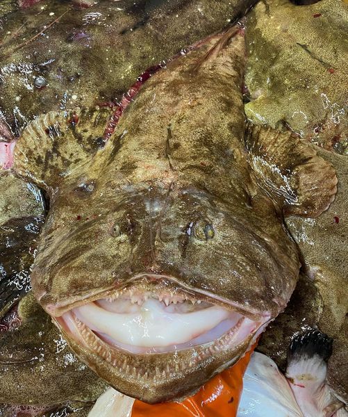Fresh Monkfish from 미국 supplied by Viking village inc. - Whole (=In The Round) 냉동 아귀