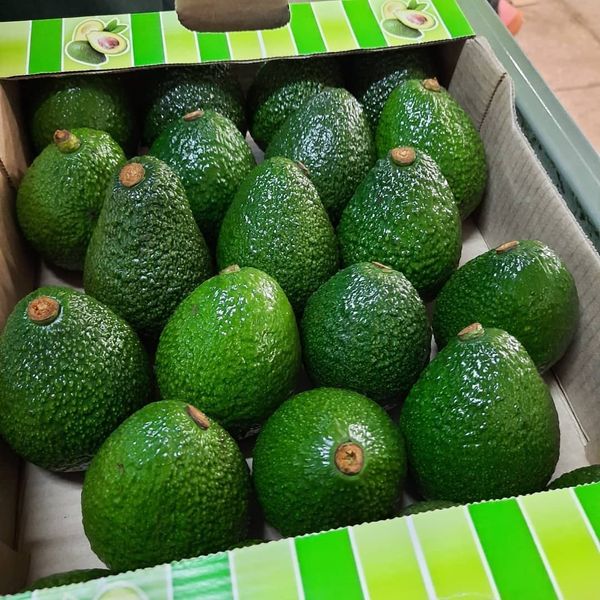 Avocado from 케냐 supplied by ExtraFresh Farm ltd - Green 신선 아보카도