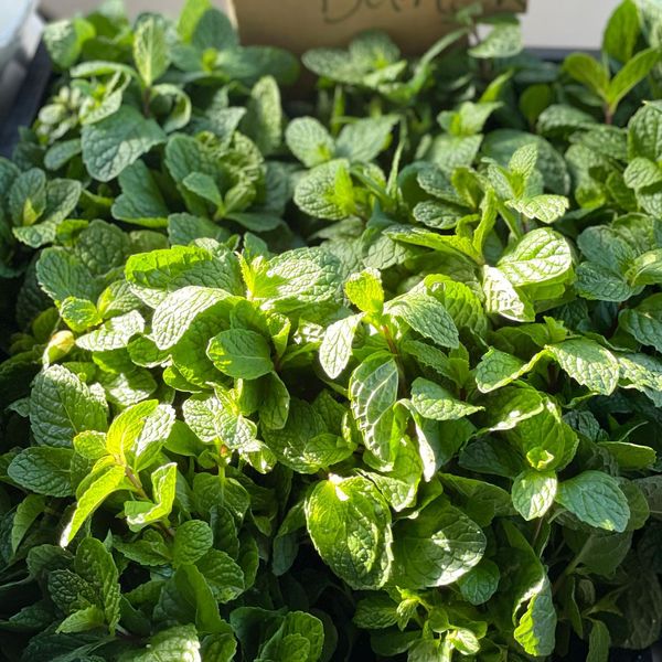 Mint leaves from 말레이시아 supplied by FK SUPPLY - Green 박하