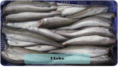 Hake from 나미비아 supplied by Mediva Fisheries (Pty) Ltd - Fresh (=Chilled=Raw) 냉동 헤이크