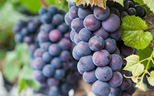 Fresh Grapes from 대한민국 supplied by NAMSUN GTL Co. Ltd - Shine Muscat 신선 포도
