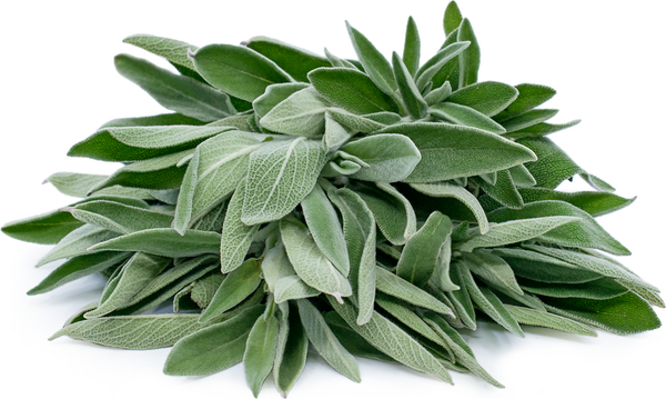 Sage from 미국 supplied by Chefs' Produce - Leaf 세이지