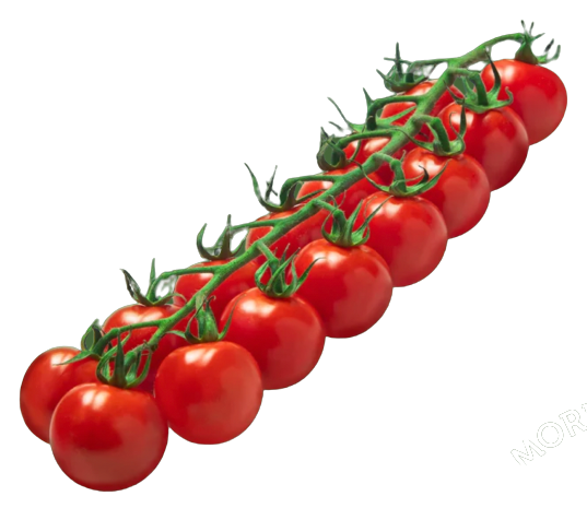 Passion Tomatoes from Netherlands supplied by Red Star - Red Fresh Tomato