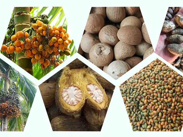 Dried Areca Nuts from Sri Lanka supplied by DEESAN LANKA - High Quality Areca Nut