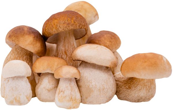 Porcini Mushroom from Germany supplied by Walhalla Delikatessen GmbH - Whole Porcini Mushroom