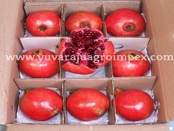 Pomegranate from India supplied by Yuvaraju Agro Impex - Raw Fresh Pomegranate
