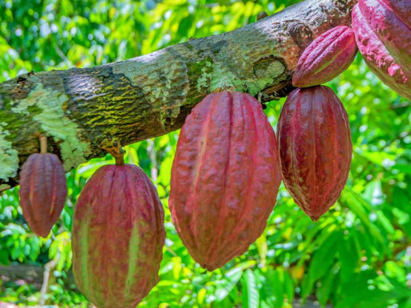 CACAO CCN 51 from 에콰도르 supplied by ECOKAKAO - Dried 코코아콩