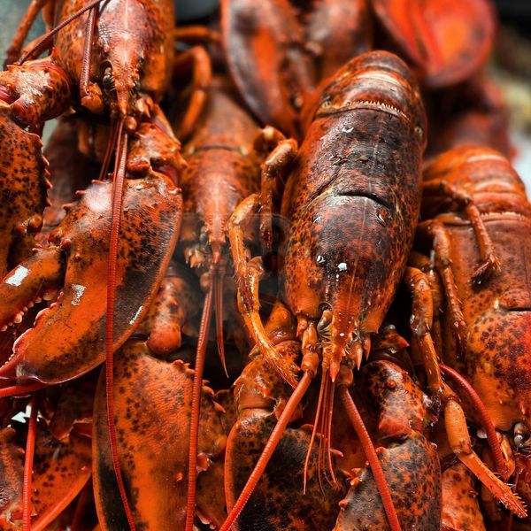 Lobster from Canada supplied by HOOKED - Whole Fresh Common Lobster