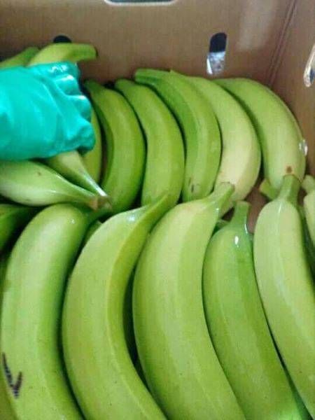 green banana from 우간다 supplied by EES ORGANIC FOOD LIMITED - High Quality 신선 바나나