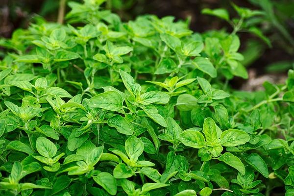 oregano from 이집트 supplied by Nile Herbal - 오레가노