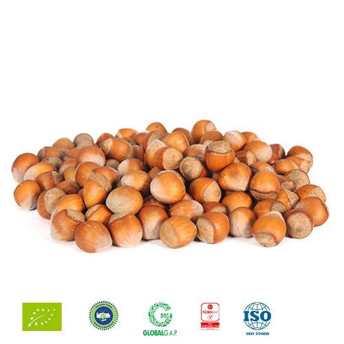 Hazelnut Inshell from 튀르키예 supplied by Rize Tropikal Organik Ürünler - Cleaned 헤이즐넛 알맹이