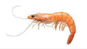 Shrimp from Ecuador supplied by PACFISH S.A. - Precooked Frozen Common Shrimp & Prawn
