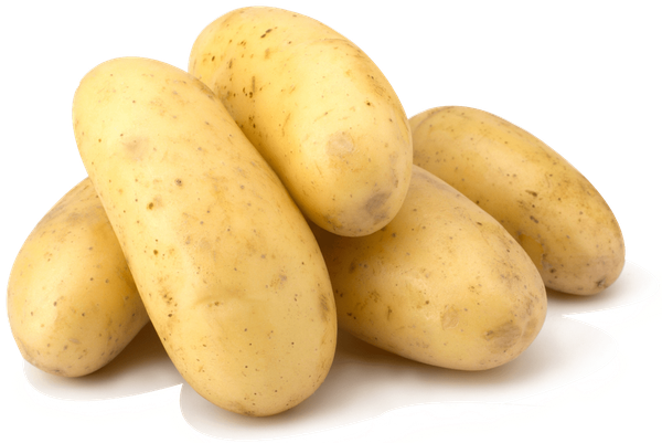 Potato from 튀르키예 supplied by Er Gida - Whole 신선 일반 감자