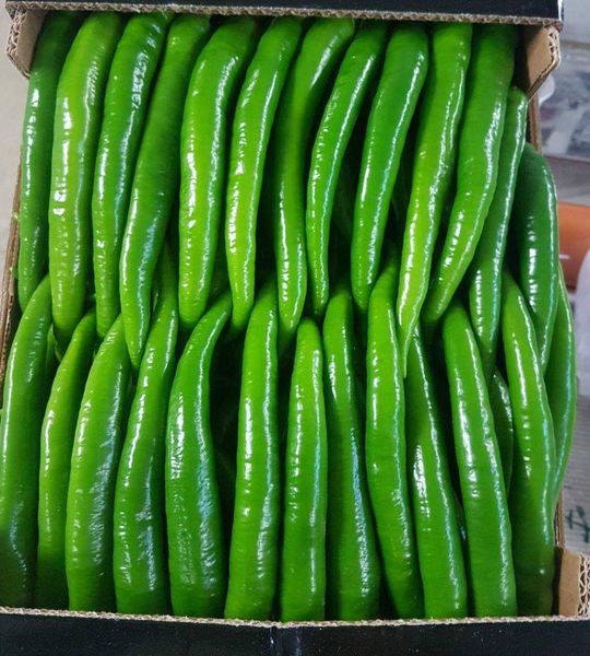 Fresh Pepper from 튀르키예 supplied by Neva Fresh - Conventional 신선 피망