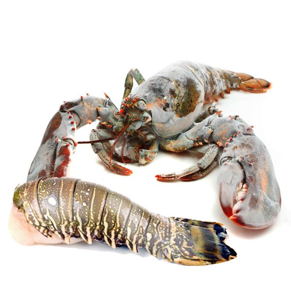 Frozen Lobster from Canada supplied by Cameron Seafoods Company - Whole Frozen Common Lobster