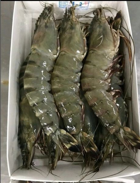 Shrimp from 인도네시아 supplied by PT. Natana Marine Corp - Shell On (=Unpeeled) 신선 새우