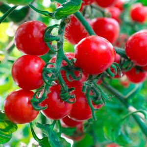 Tomato Seeds from 파키스탄 supplied by Haji Sons - Seed 신선 토마토