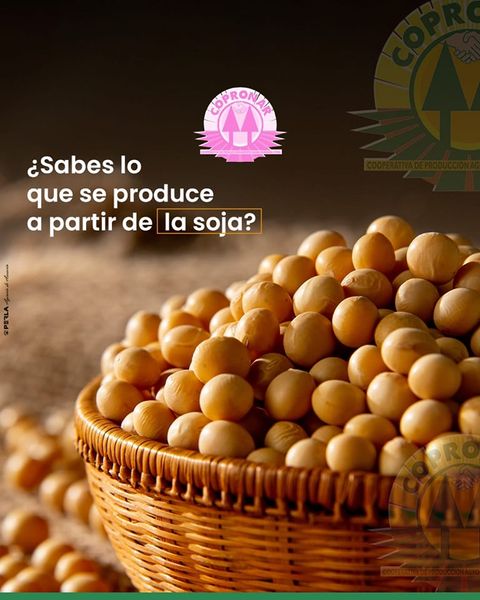 SoyBean for Seed from 파라과이 supplied by COOPERATIVA DE PRODUCCION AGROPECUARIA NARANJAL LTDA. - For Seed 대두