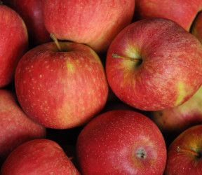 Fresh Apple from Switzerland supplied by Fam. Gfeller - Red Fresh Apple