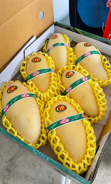 Flower Mango ( Nam Dok Mai ) from Thailand supplied by OP Fruits Co., LTD. - Export Quality Fresh Mango