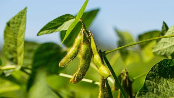 Soya from Czechia supplied by Farm King - Fresh (=Chilled) Soybean