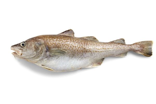 Fresh Alaska Cod from United States supplied by International Seafoods of Alaska, Inc. - Pacific Cod (=Gadus macrocephalus =Alaska cod =Gray cod =True cod) Frozen Cod