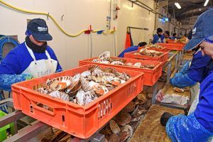 Fresh Scallop from 영국 supplied by Whitelink Seafoods Ltd - Whole (=In Shell=Unshucked) 냉동 가리비