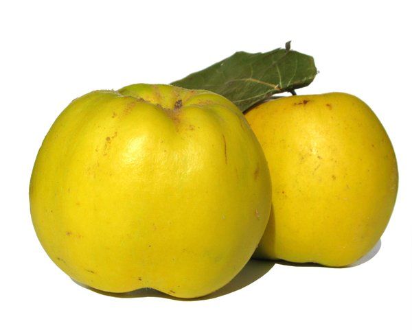 Fresh Quince from 우즈베키스탄 supplied by Exim Agro - Fresh (=Chilled) 마르멜로